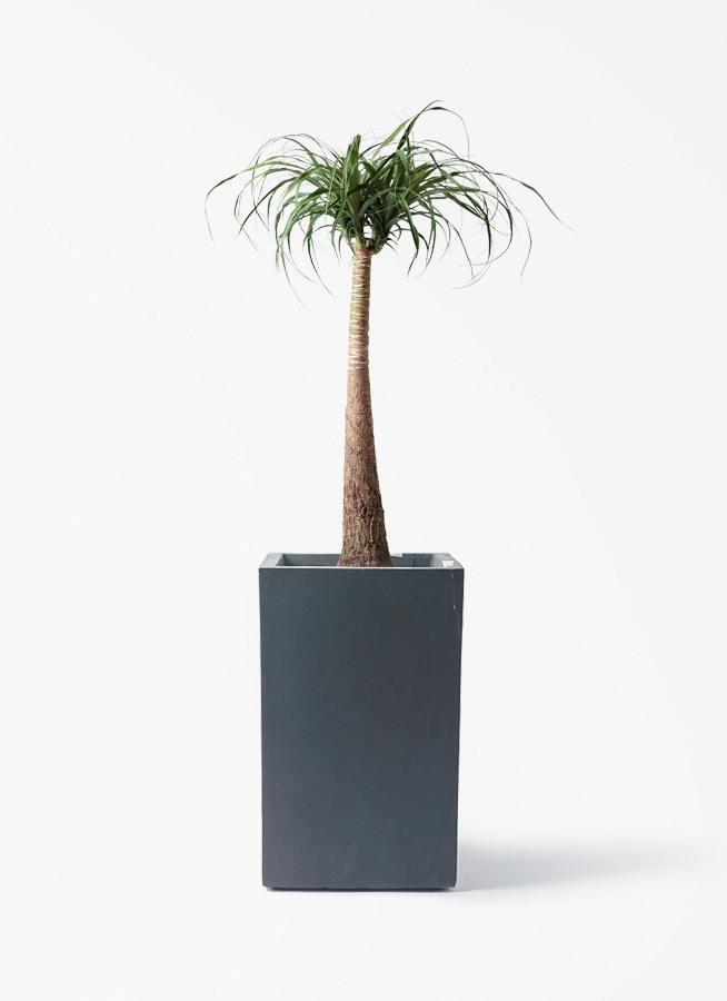 トックリラン | 観葉植物通販HitoHana(ひとはな)