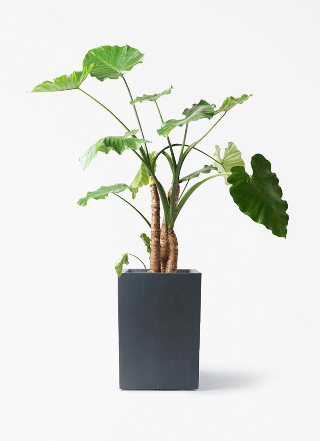 観葉植物 アロカシア 10号 オドラ（クワズイモ） ミロスロング 墨 付き