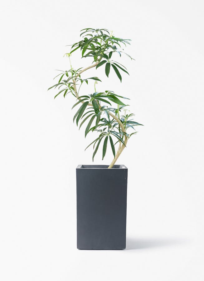 シェフレラ アンガスティフォリア | 観葉植物通販 HitoHana（ひとはな）
