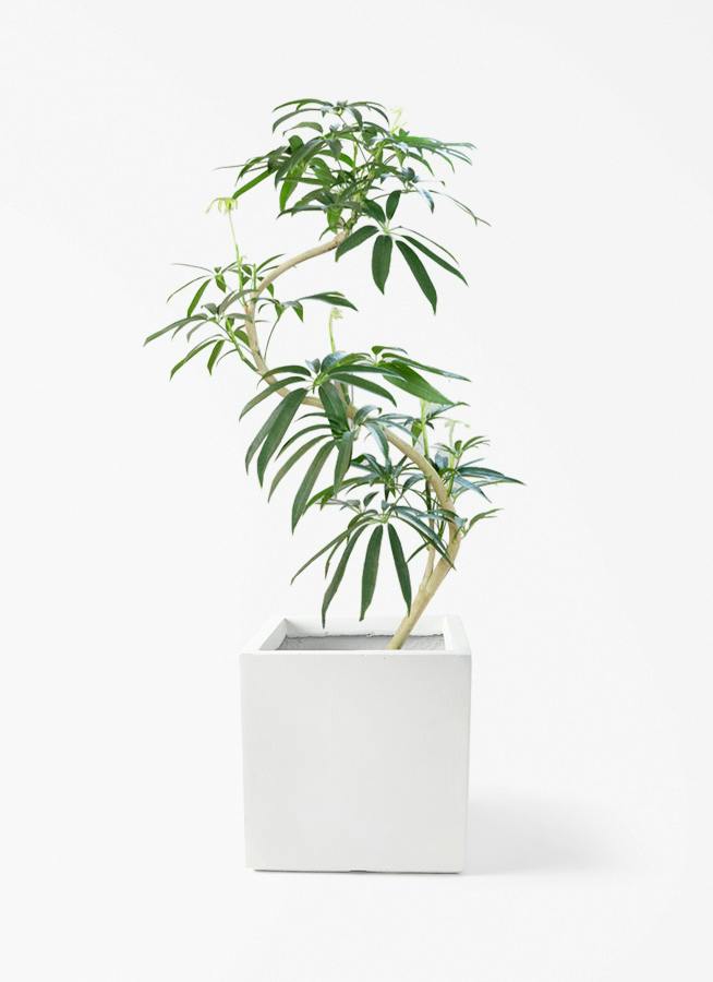 シェフレラ アンガスティフォリア | 観葉植物通販 HitoHana（ひとはな）