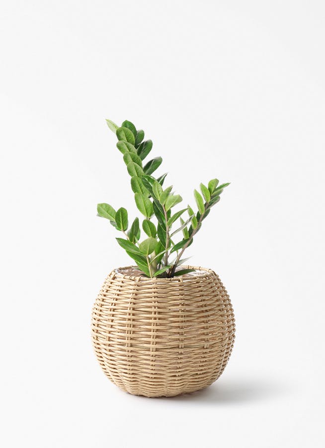 ザミオクルカス | 観葉植物の通販ならHitoHana（ひとはな）