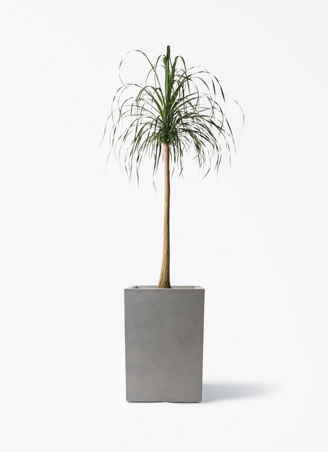 観葉植物 トックリラン 3.5号 ロング プラスチック鉢 | 観葉植物なら