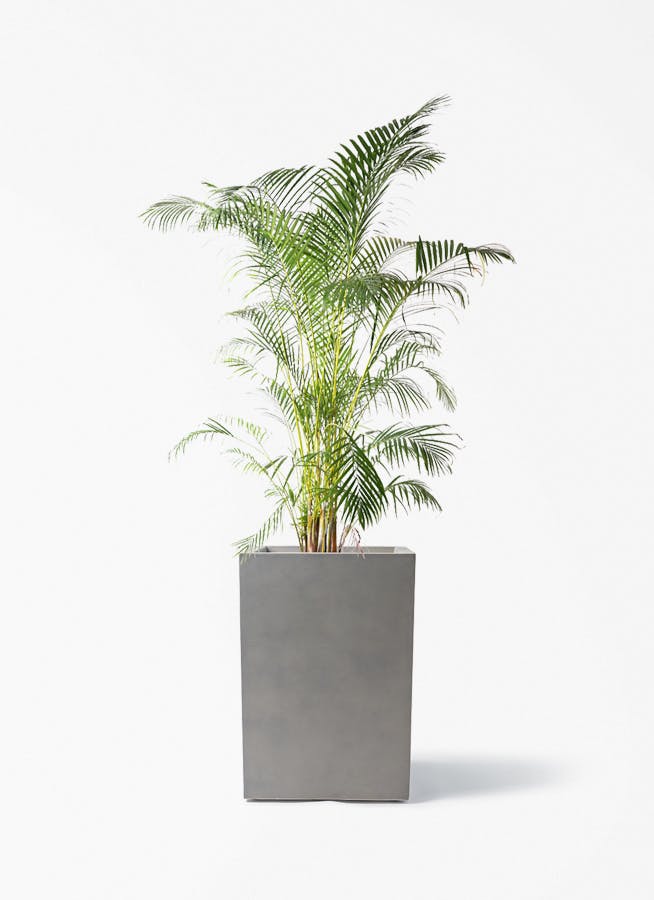観葉植物 アレカヤシ 10号 ミロスロング グレー 付き | 観葉植物なら