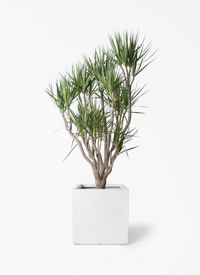 観葉植物 ドラセナ コンシンネ 10号 一本立ち ベータ キューブ