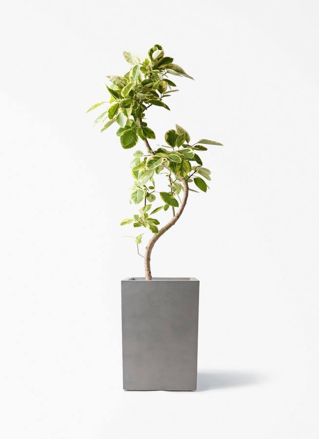 フィカス アルテシーマ | 観葉植物通販 HitoHana