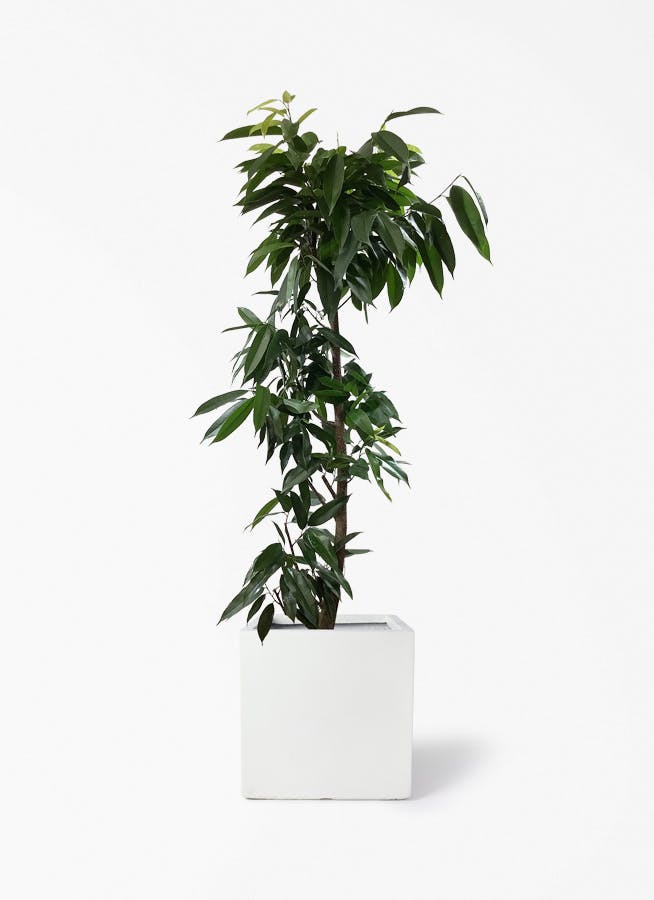 観葉植物 フィカス アムステルダムキング 10号 ノーマル ベータ