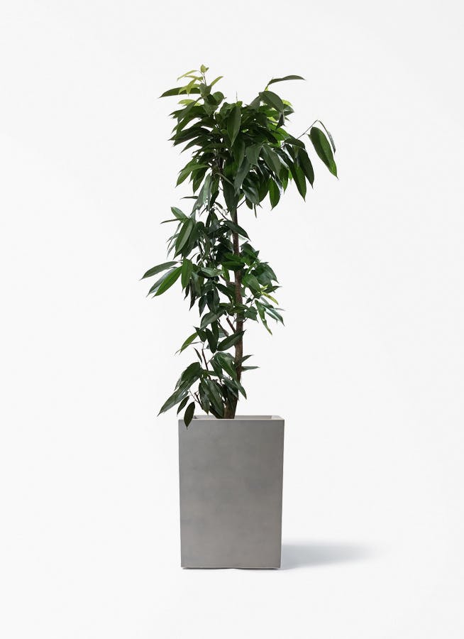 フィカス アムステルダムキング | 観葉植物通販HitoHana(ひとはな)