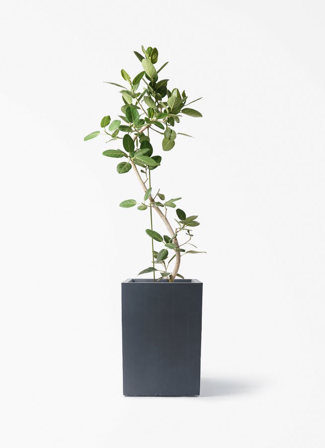 フィカス ベンガレンシス | 観葉植物の通販ならHitoHana