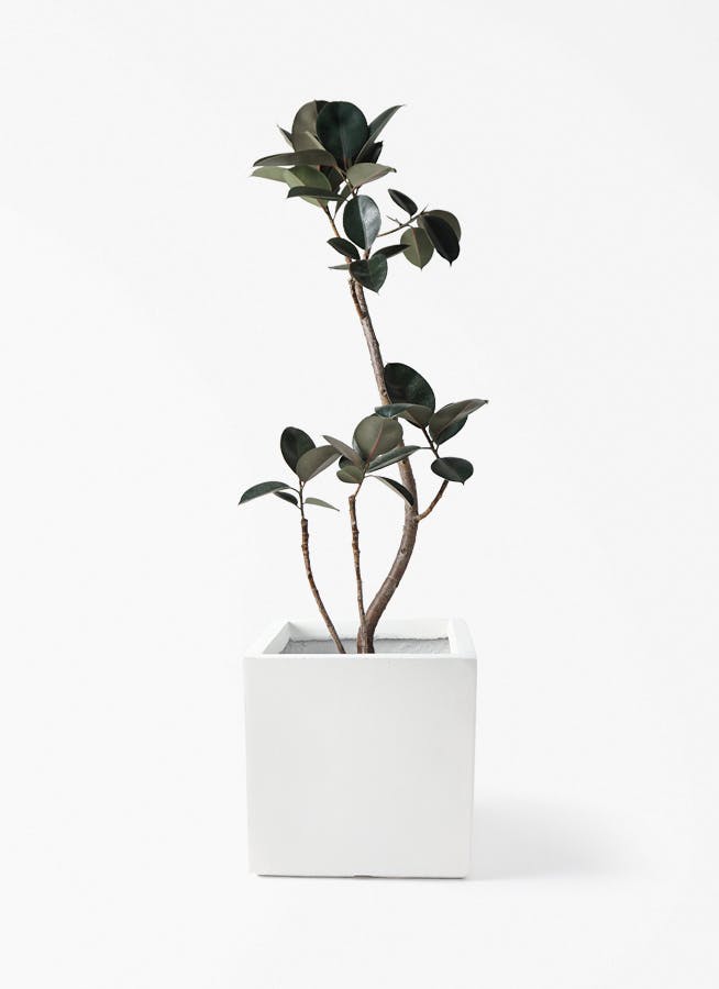観葉植物 フィカス バーガンディ 8号 曲り ベータ キューブプランター