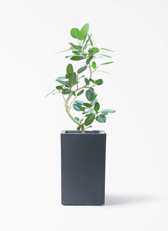フィカス ベンガレンシス | 観葉植物の通販ならHitoHana