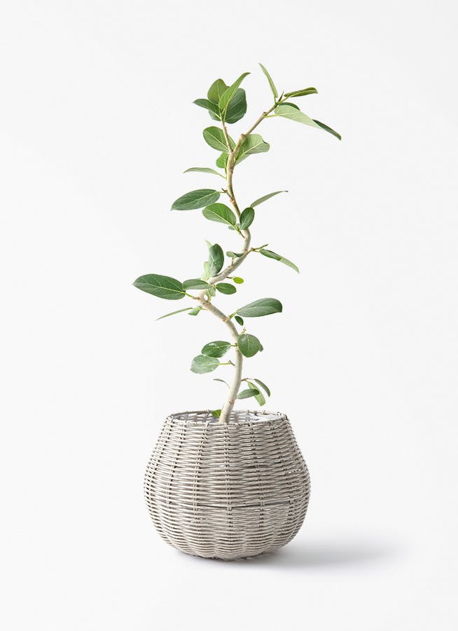 フィカス ベンガレンシス | 観葉植物の通販ならHitoHana