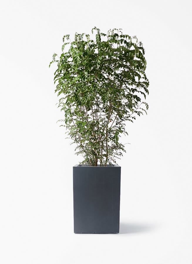 観葉植物 シマトネリコ 10号 ミロスロング 墨 付き | 観葉植物なら