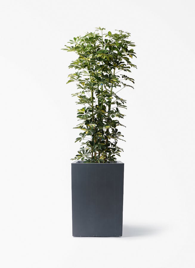 観葉植物 シェフレラ（カポック） 10号 斑入り ミロスロング 墨 付き