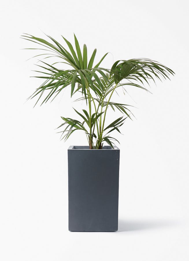 ケンチャヤシ | 観葉植物の通販ならHitoHana（ひとはな）