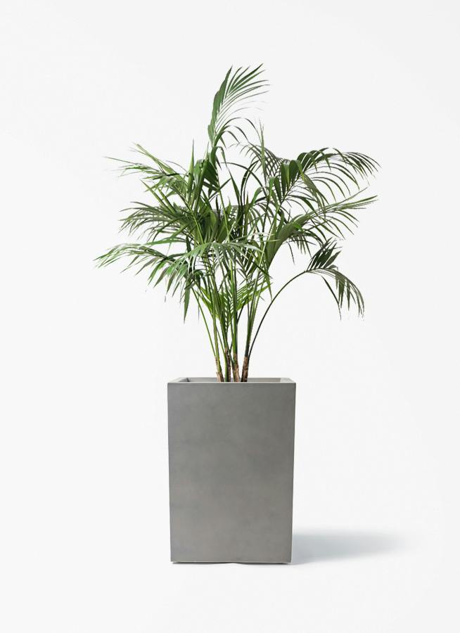 観葉植物 ケンチャヤシ 10号 ミロスロング グレー 付き | 観葉植物なら