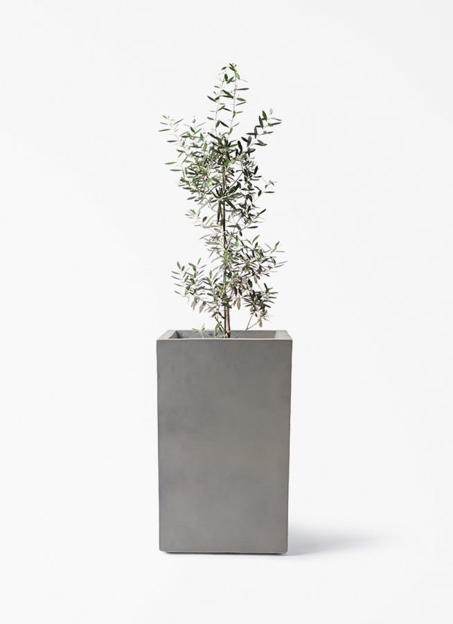 観葉植物 オリーブの木 8号 チプレッシーノ ミロスロング グレー 付き