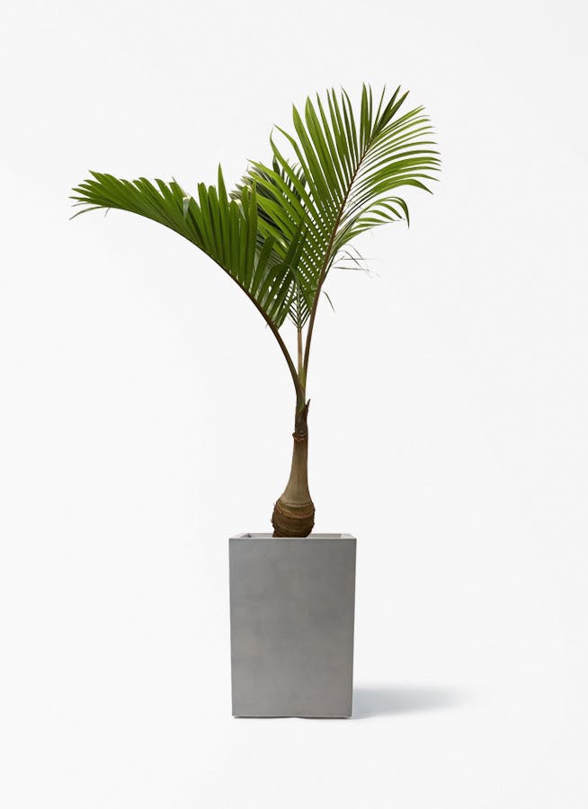 観葉植物 トックリヤシ 10号 ミロスロング グレー 付き | 観葉植物なら