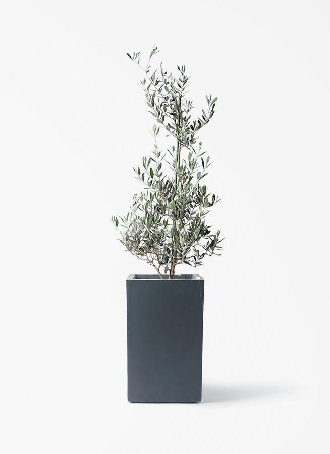 観葉植物 オリーブの木 8号 バロウニ ミロスロング 墨 付き / 小倉園