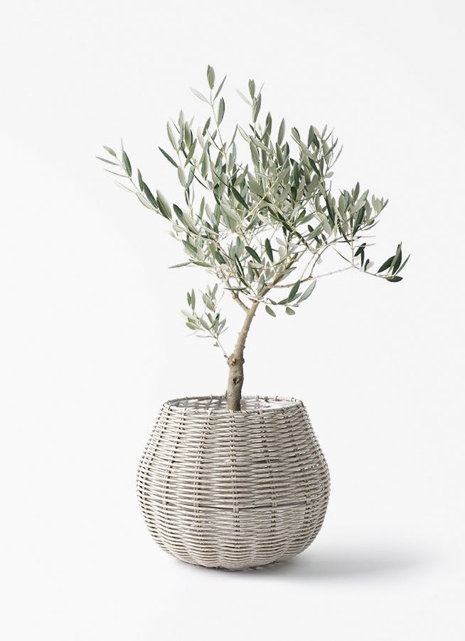 観葉植物 オリーブの木 4号 創樹 プラスチック鉢 | 観葉植物なら