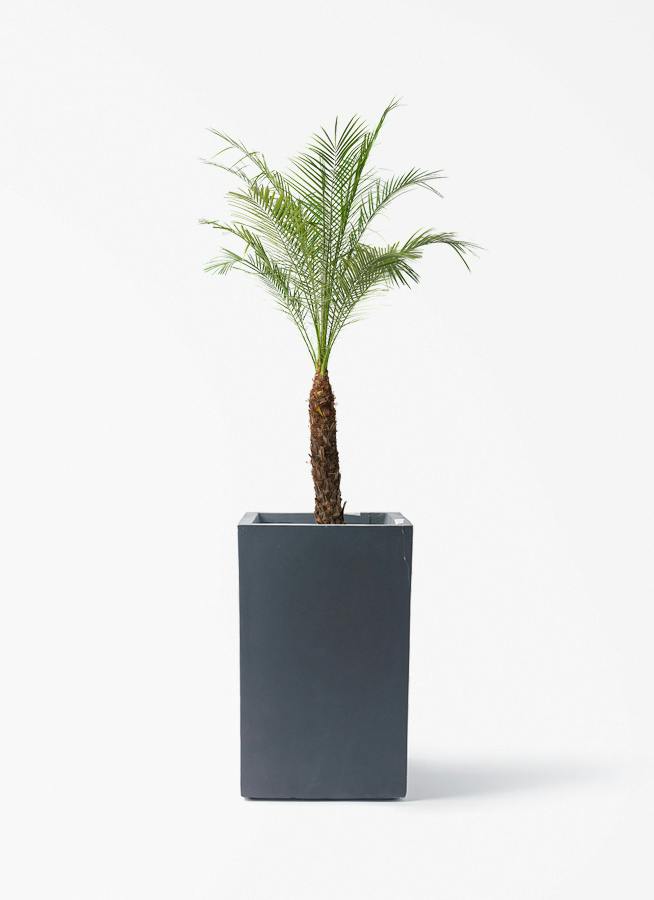 フェニックスロベレニー | 観葉植物の通販ならHitoHana（ひとはな）