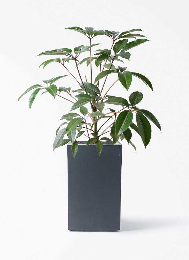 観葉植物 シェフレラ（カポック）8号 朴 ミロスロング 墨 付き | 観葉