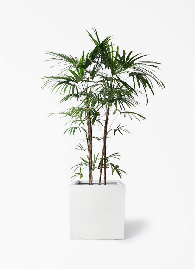 シュロチク（棕櫚竹） | 観葉植物の通販ならHitoHana（ひとはな）