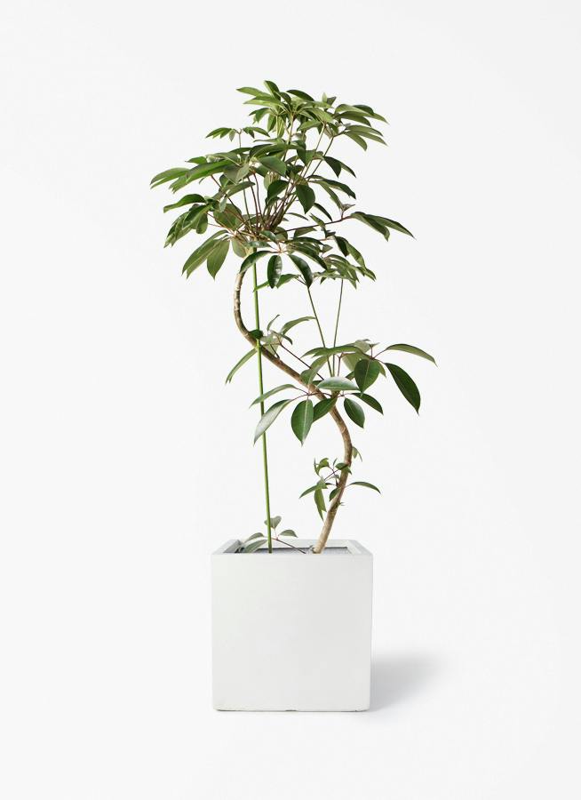 観葉植物 オリーブの木 10号 ピクアル ベータ キューブプランター