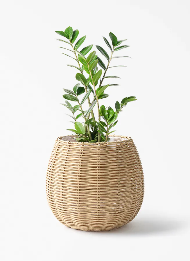 観葉植物 シマトネリコ 6号 ジェミニ バスケット ナチュラル 付き 