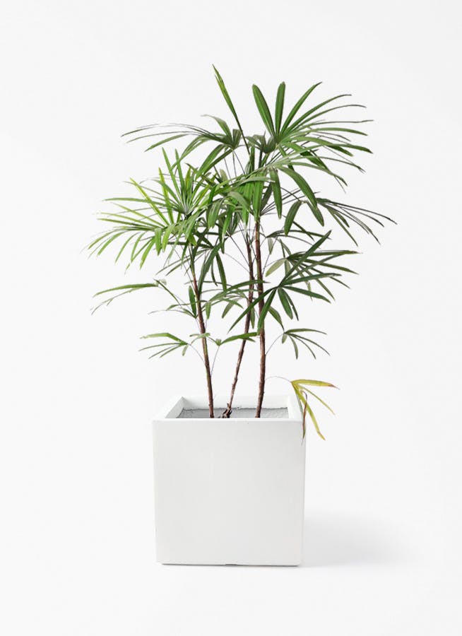シュロチク（棕櫚竹） | 観葉植物の通販ならHitoHana（ひとはな）