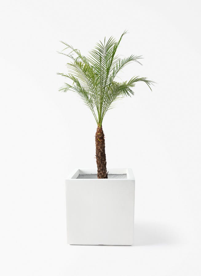 フェニックスロベレニー | 観葉植物の通販ならHitoHana（ひとはな）