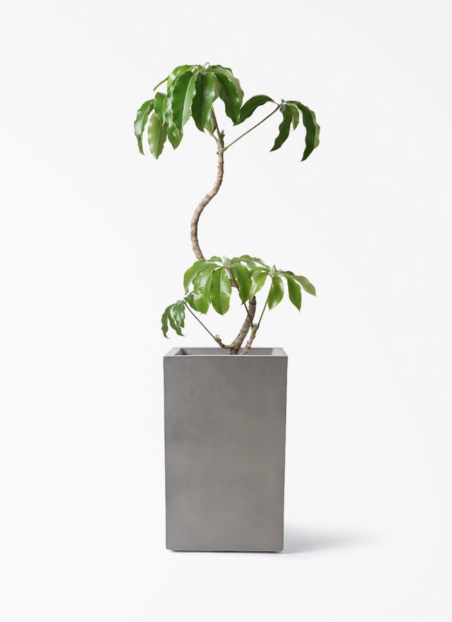 ツピダンサス | 観葉植物通販 HitoHana(ひとはな)