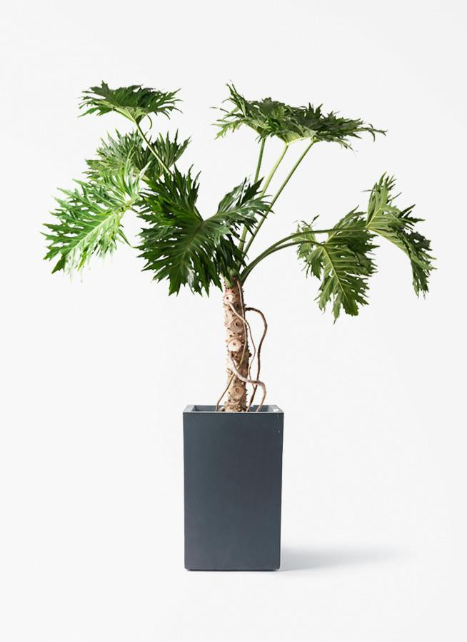 観葉植物 フィロデンドロン 8号 セローム ヒトデカズラ 根あがり