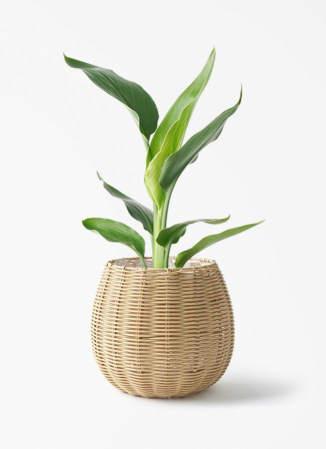 ストレリチア レギネ | 観葉植物の通販ならHitoHana（ひとはな）