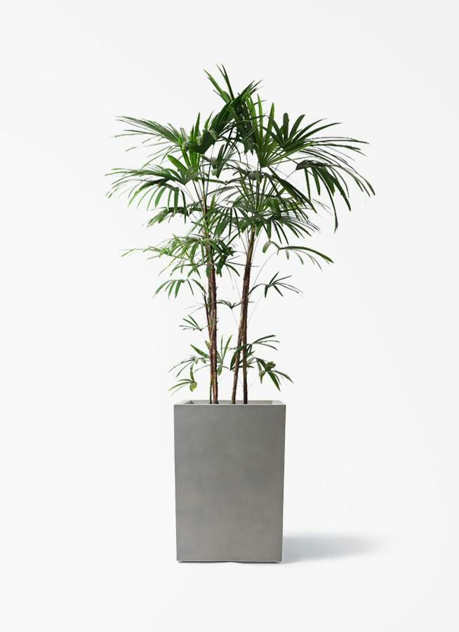 シュロチク（棕櫚竹） | 観葉植物の通販ならHitoHana（ひとはな）