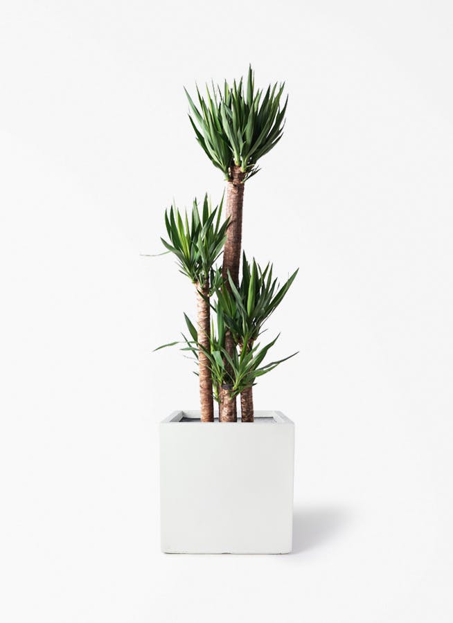 観葉植物 ユッカ 10号 ノーマル ベータ キューブプランター ホワイト