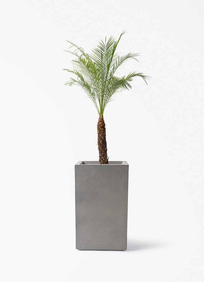 フェニックスロベレニー | 観葉植物の通販ならHitoHana（ひとはな）