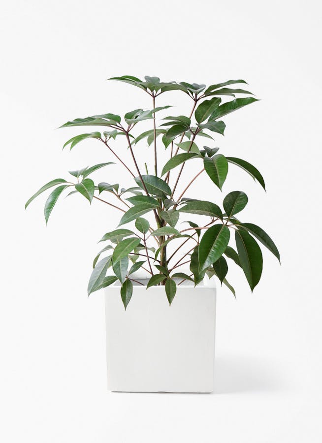 ツピダンサス | 観葉植物通販 HitoHana(ひとはな)