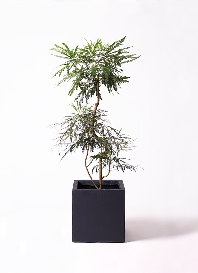 即*で様 ガジュマル　観葉植物　8号　約85センチ chinese-banyan-63_1.jpg?1701394284