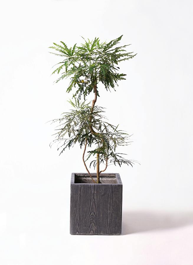 グリーンアラレア 8号 | 観葉植物通販HitoHana(ひとはな)