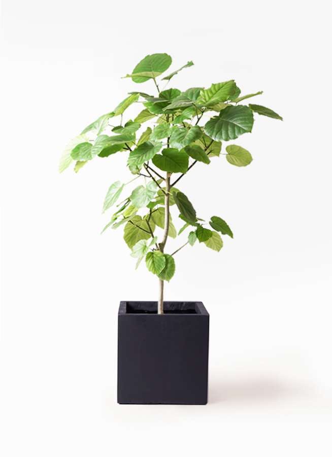 観葉植物 フィカス ウンベラータ 8号 ノーマル ベータ キューブプランター 黒 付き