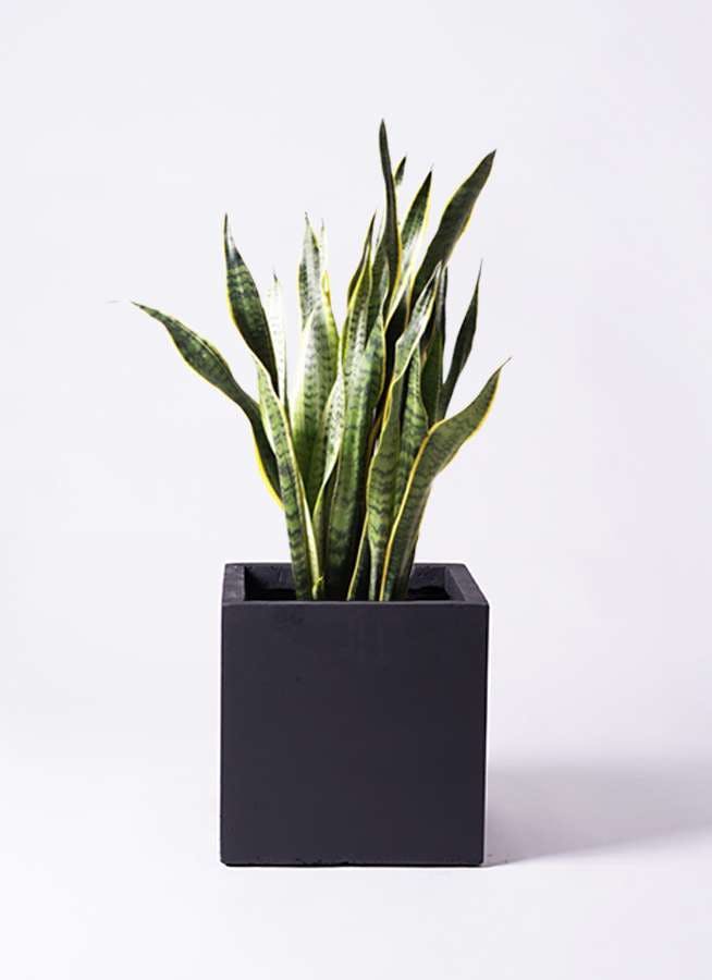 観葉植物 サンスベリア 8号 トラノオ ベータ キューブプランター 黒 付き