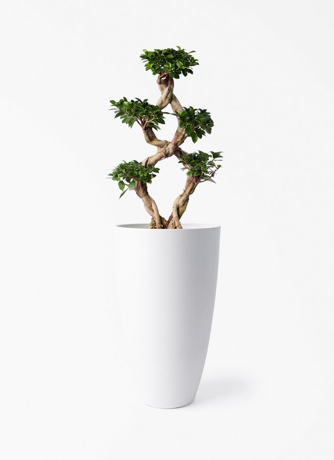 観葉植物 ガジュマル 8号 8の字 フォレスト トール ホワイト 付き