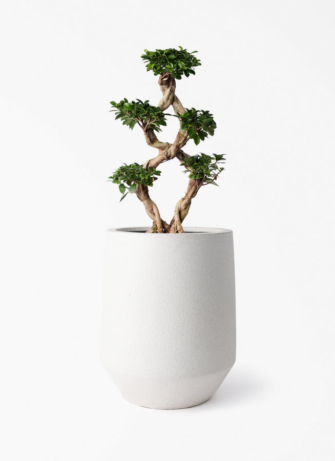 観葉植物 ドラセナ コンシンネ レインボー 8号 ストレート パボ トール