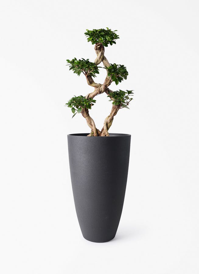 観葉植物 トックリラン ポニーテール 8号 フォレストトール ブラック