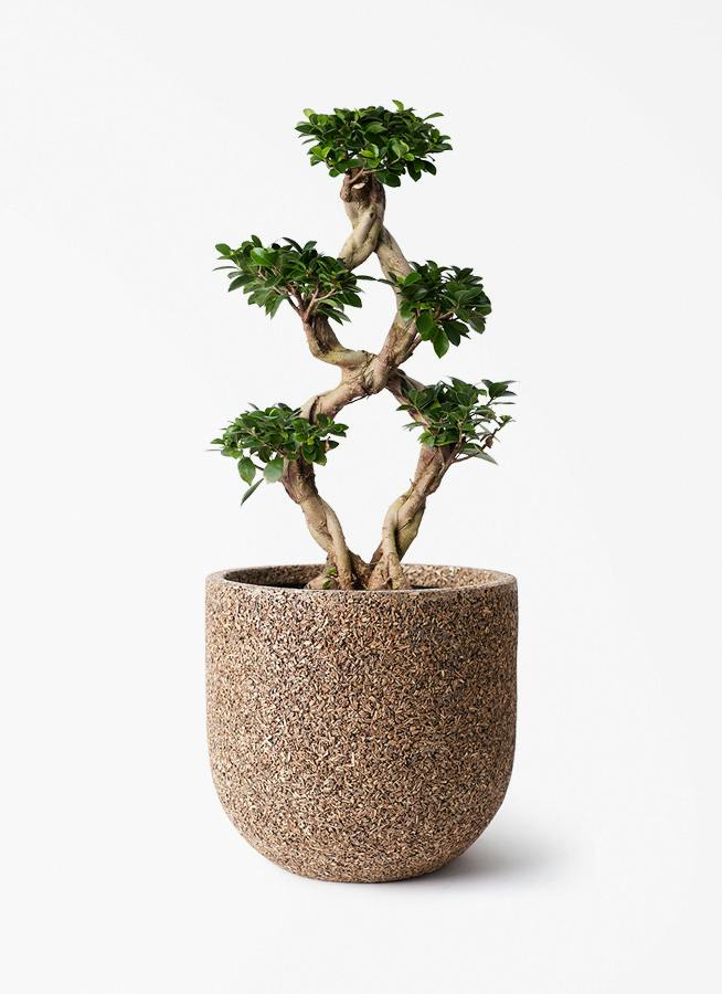 ガジュマル 8号 | 観葉植物通販HitoHana(ひとはな)