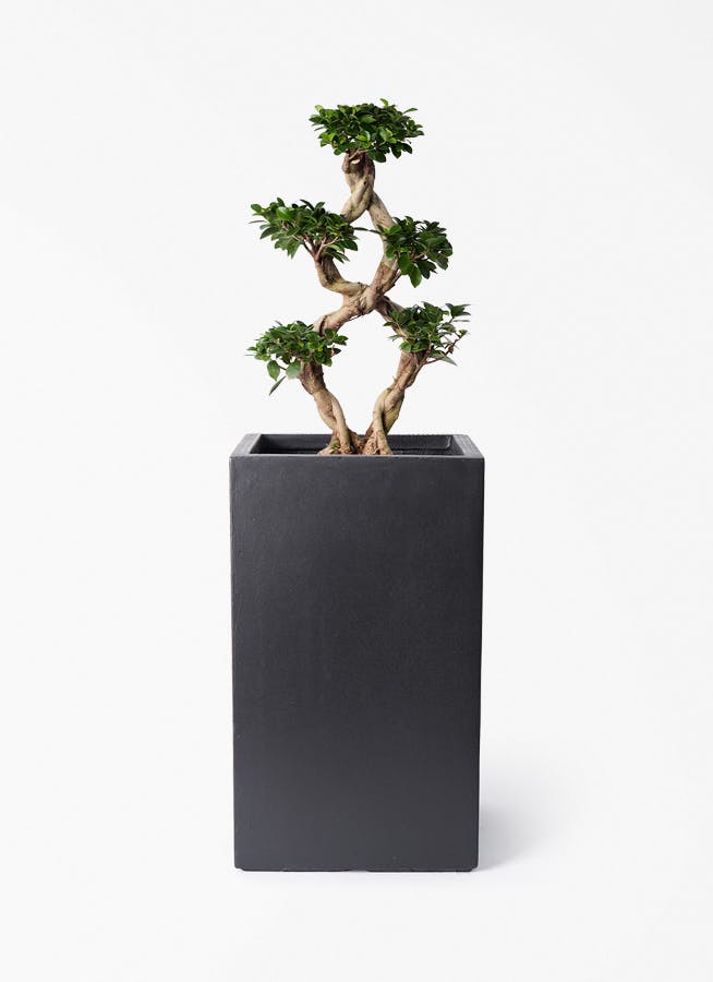 観葉植物 トックリラン ポニーテール 8号 シグマ 角柱プランター