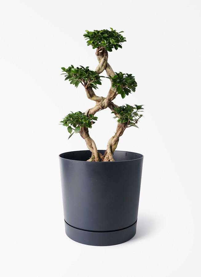 8号サイズの観葉植物 | 通販専門店 HitoHana（ひとはな）