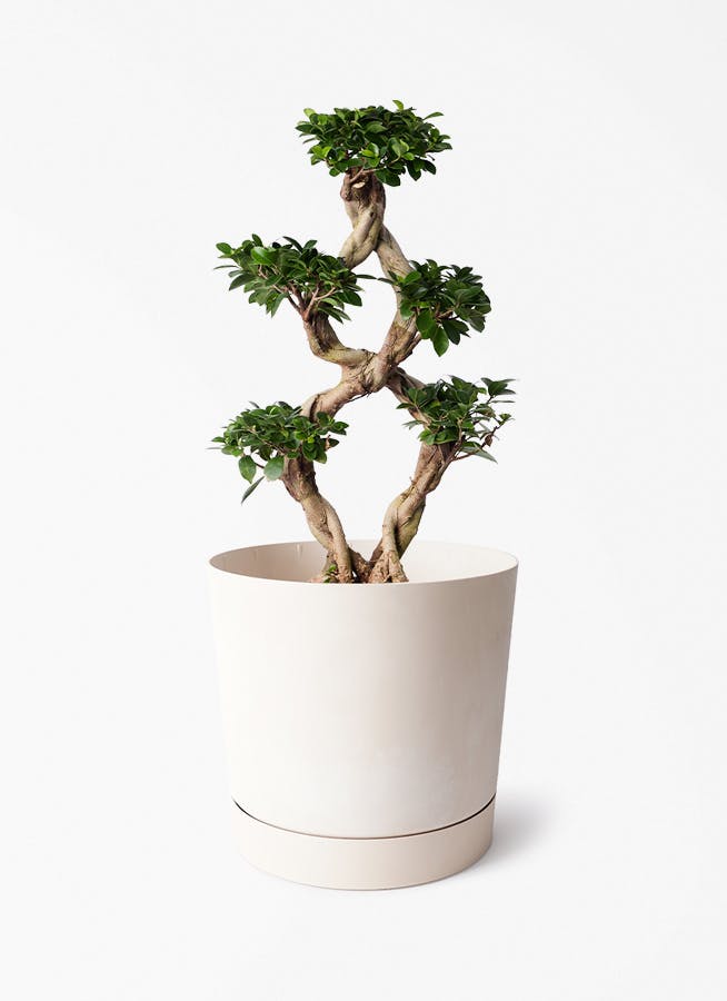 8号サイズの観葉植物 | 通販専門店 HitoHana（ひとはな）