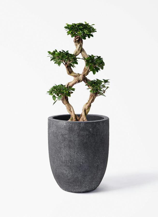 ガジュマル 大型 | 観葉植物通販HitoHana(ひとはな)