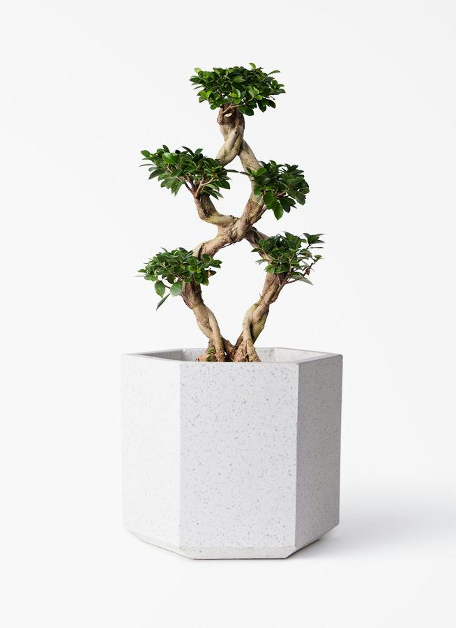 chinese-banyan-822_1.jpg